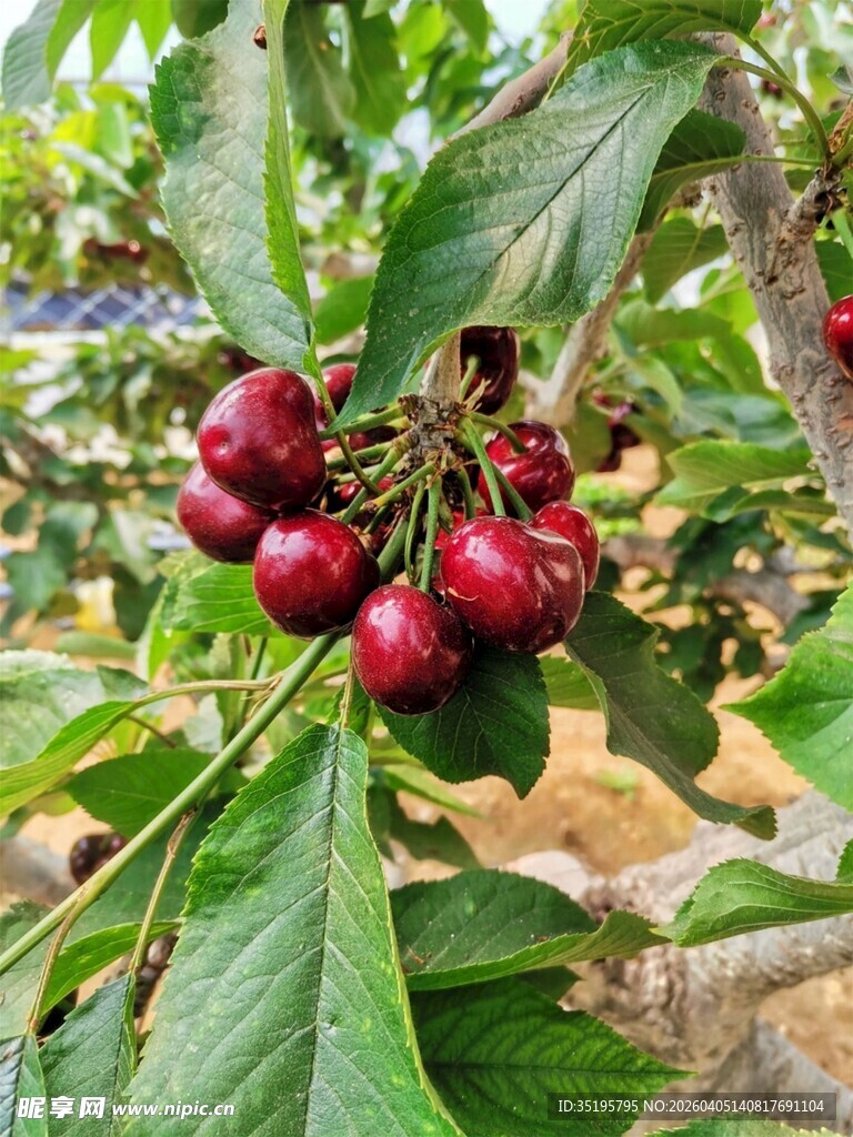 枝头红樱桃鲜嫩欲滴