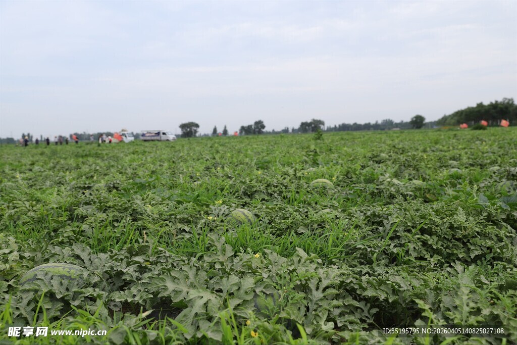 广袤农田绿意盎然