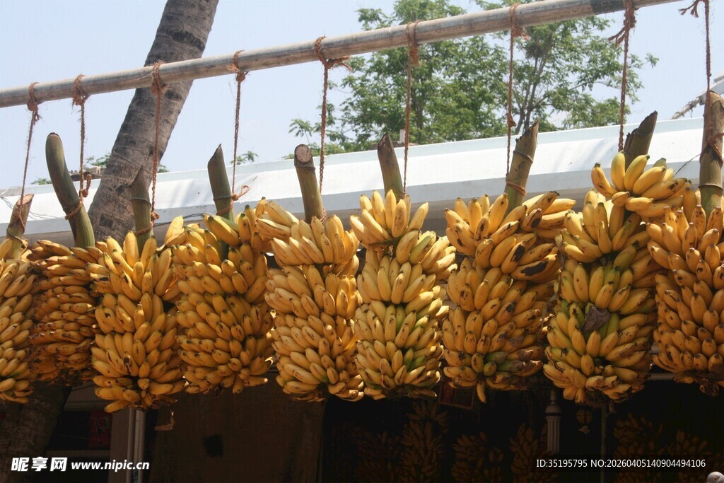 悬挂的金黄香蕉