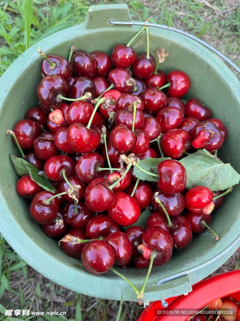 满满一盆新鲜红樱桃