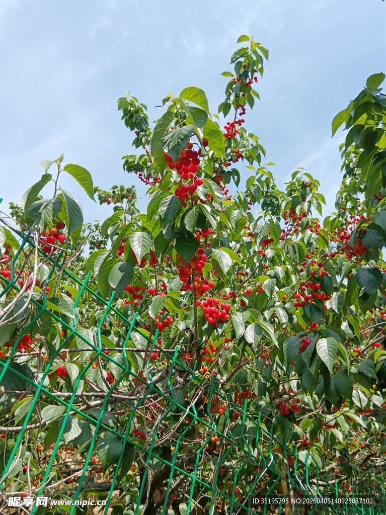 枝头红果累累的繁茂景象