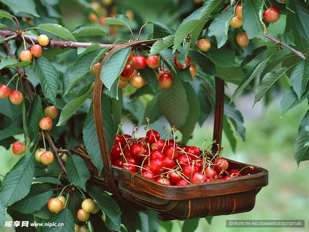 枝头樱桃满竹篮硕果香