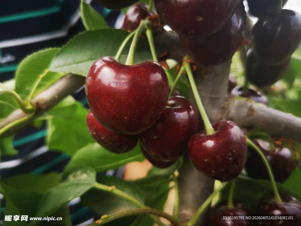 枝头红樱桃饱满诱人