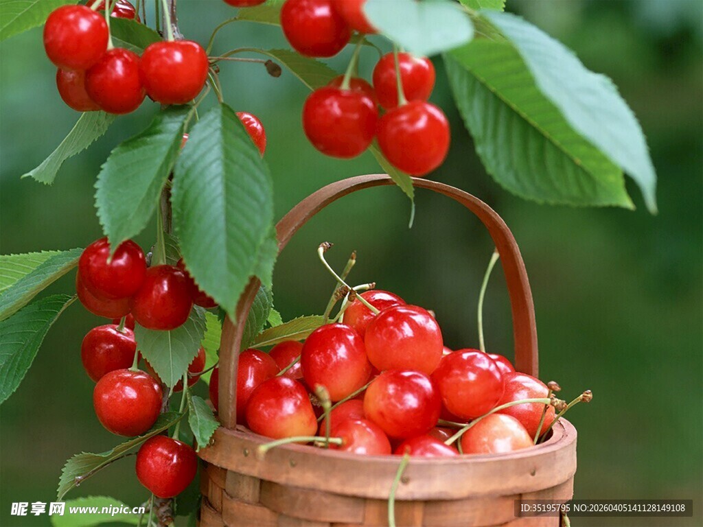 竹篮中饱满鲜红的樱桃