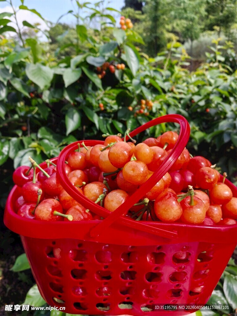 红篮中饱满的新鲜小番茄