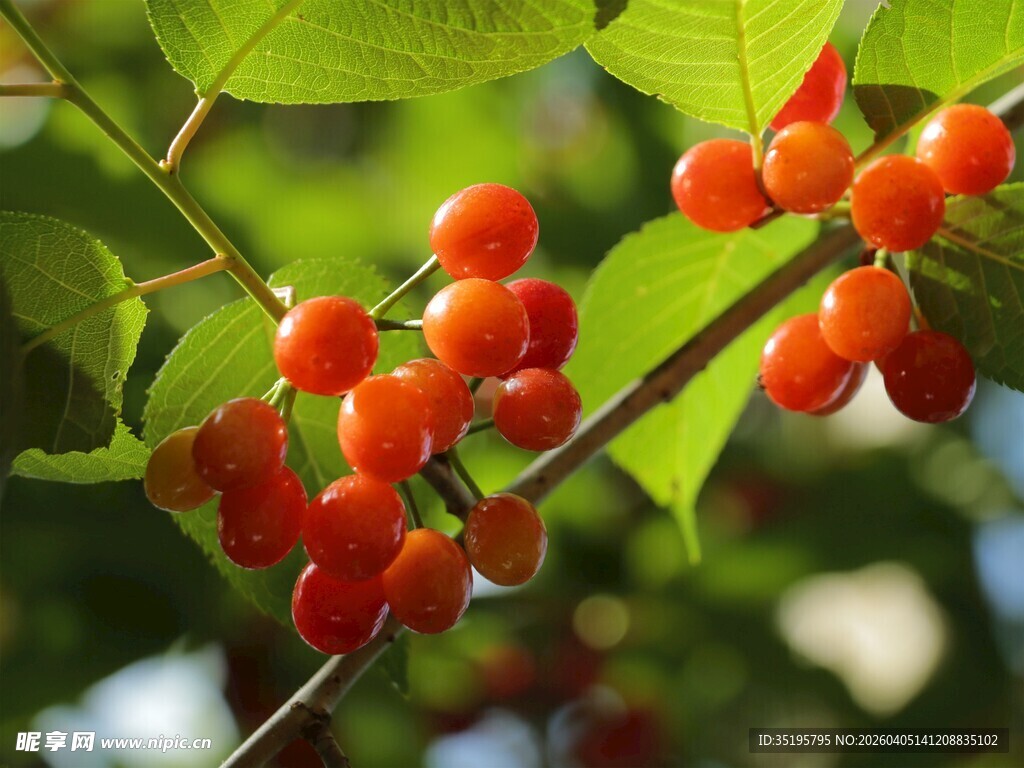 枝头红果绿叶相伴