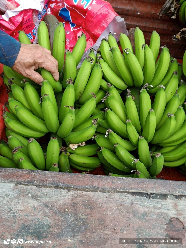 新鲜青香蕉待售