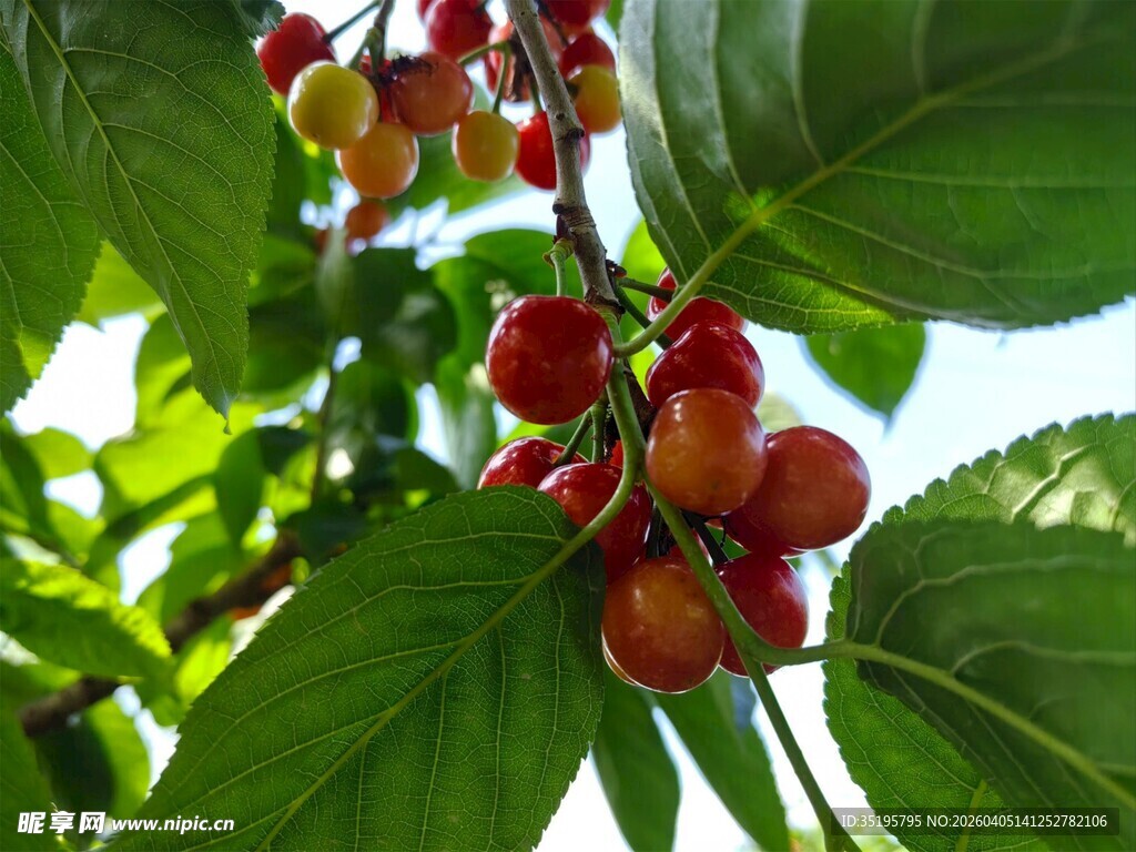 枝头红樱桃鲜嫩诱人