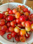 碗中鲜美的多彩樱桃