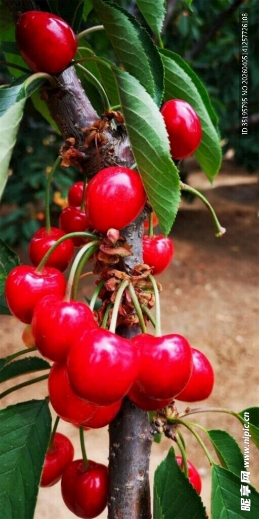 枝头娇艳欲滴的红樱桃