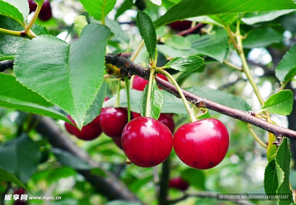 枝头红樱桃鲜嫩欲滴
