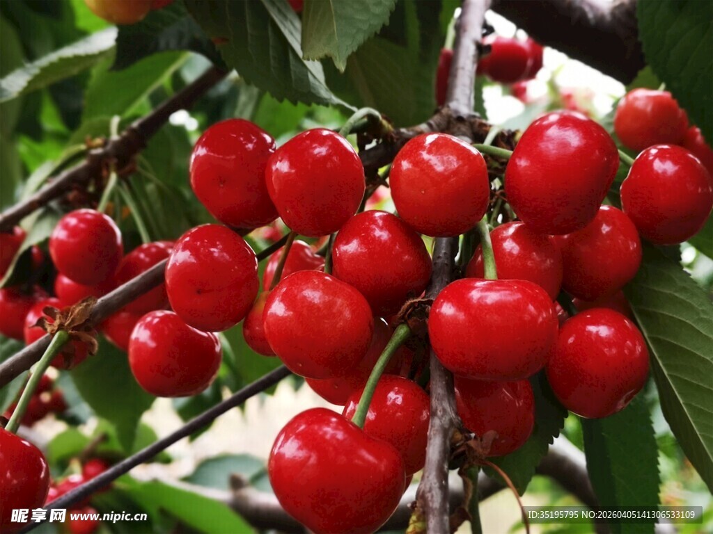 枝头红樱桃饱满诱人