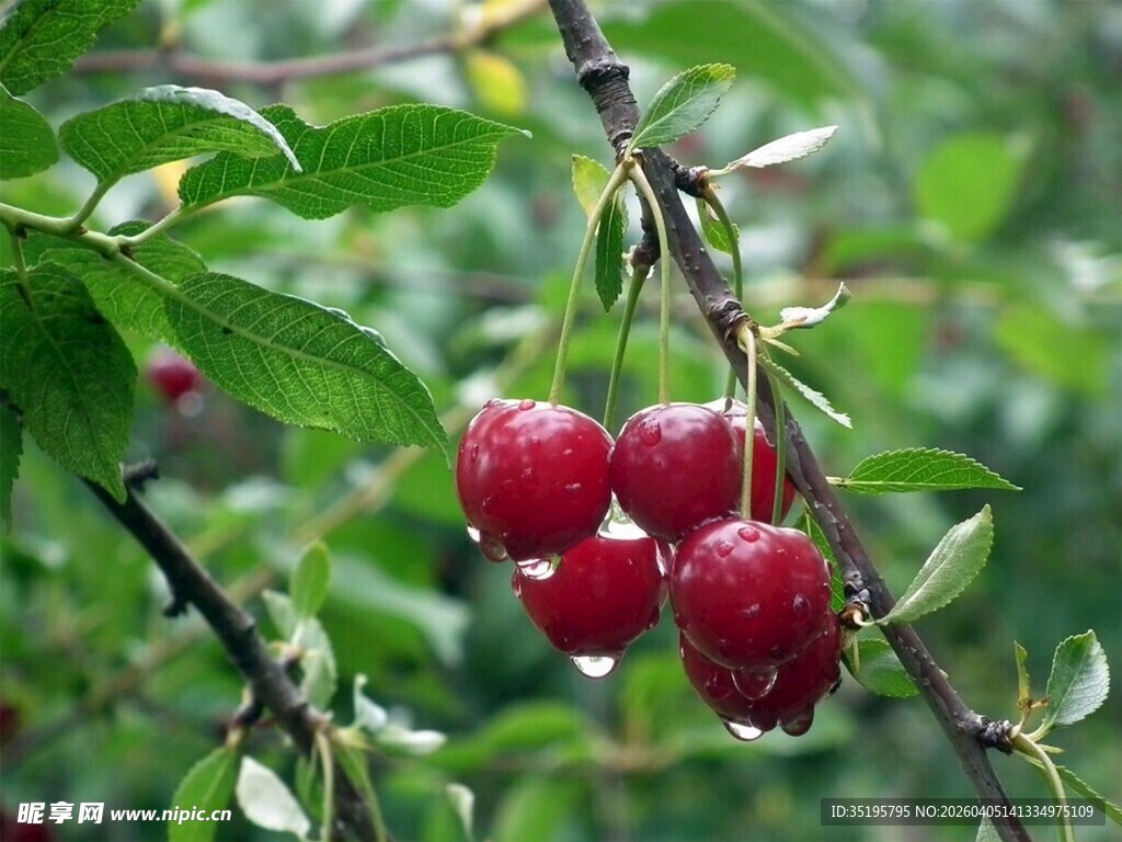枝头红樱桃晶莹惹人爱