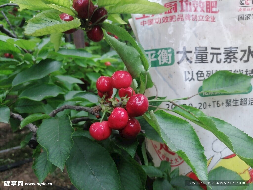 枝头红樱桃绿叶相映衬