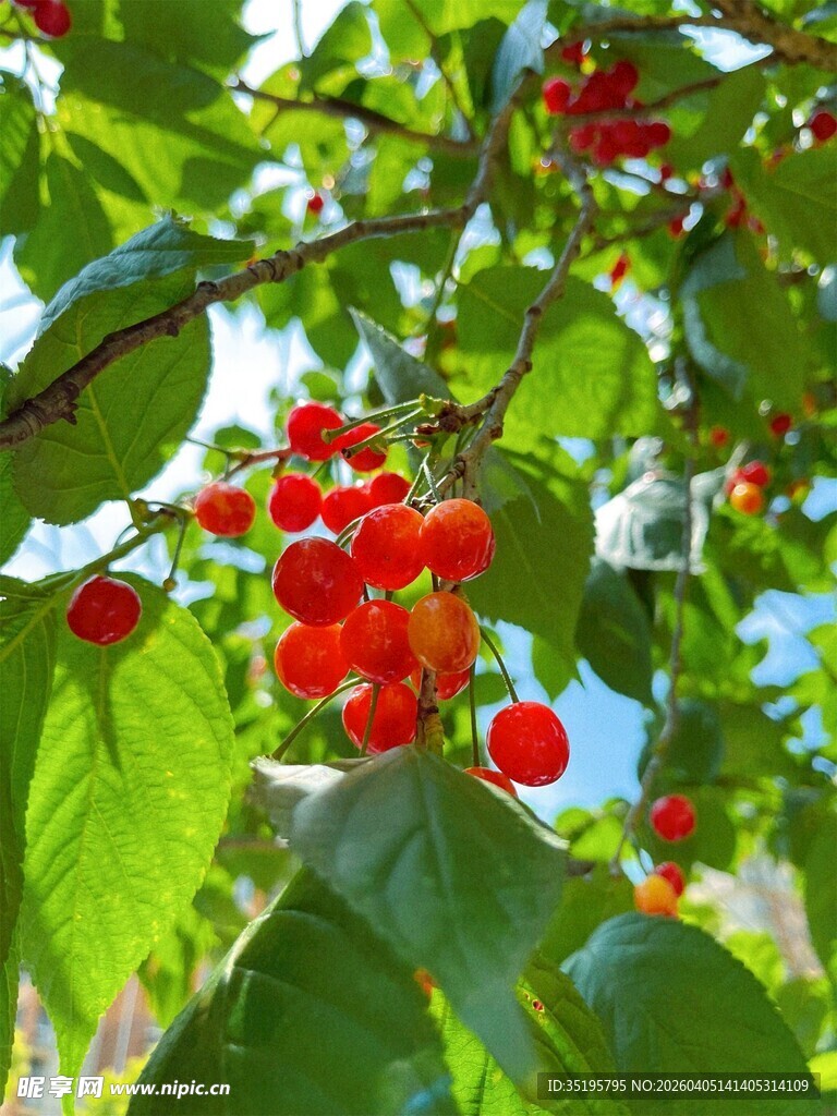 枝头红樱桃绿叶相映衬