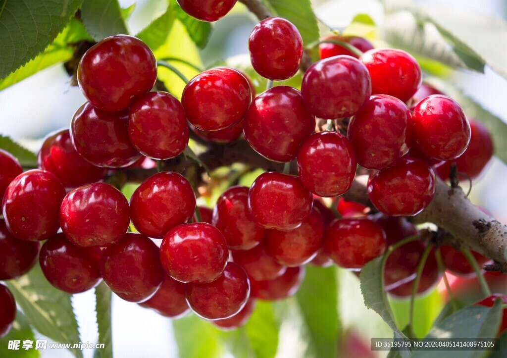 枝头红樱桃色泽诱人