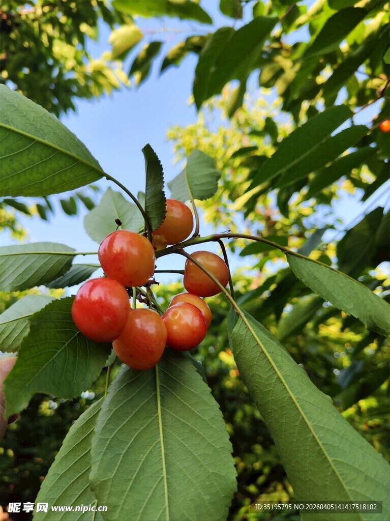 枝头红樱桃绿叶相映衬
