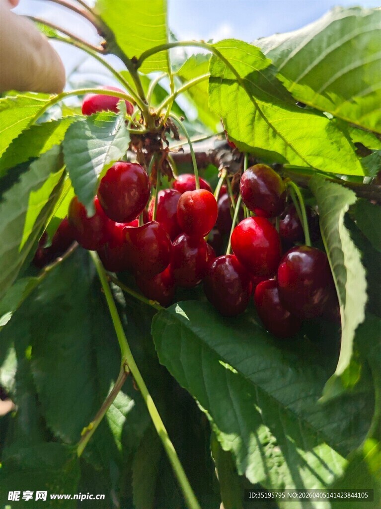 枝头红樱桃鲜嫩诱人