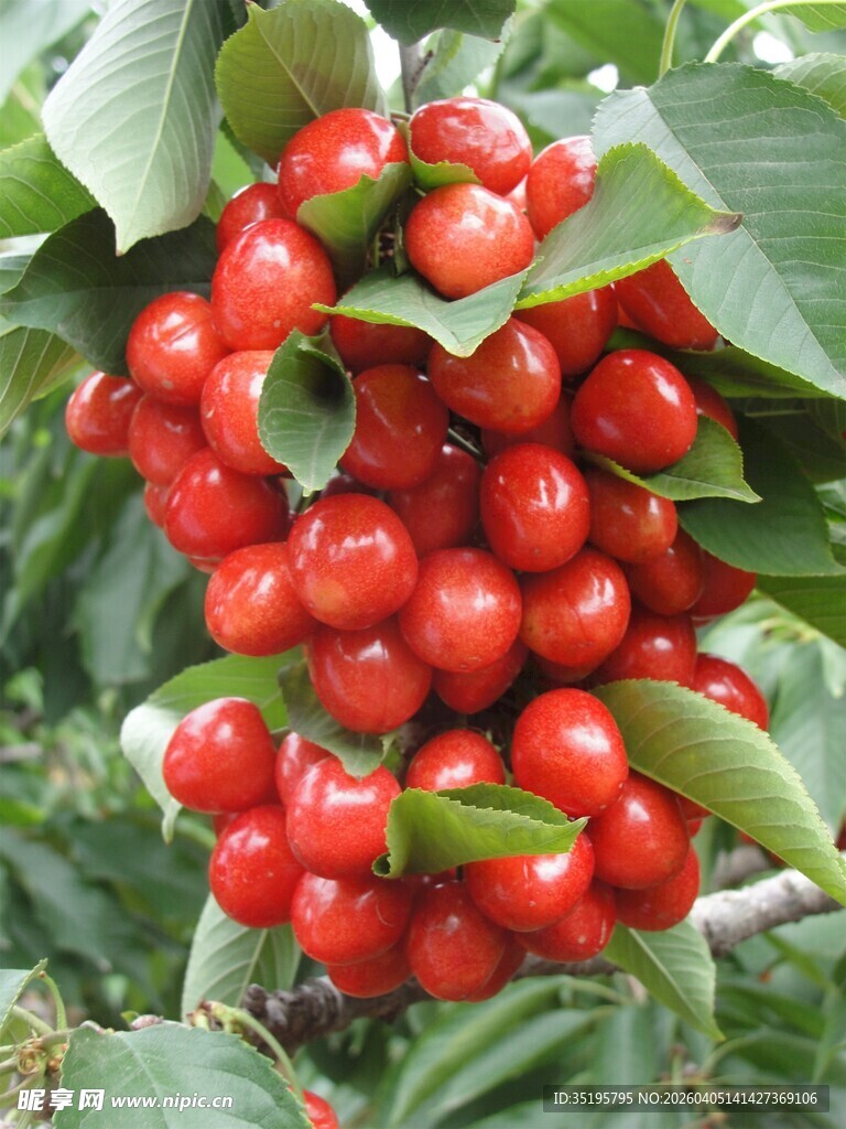 枝头红樱桃鲜嫩欲滴