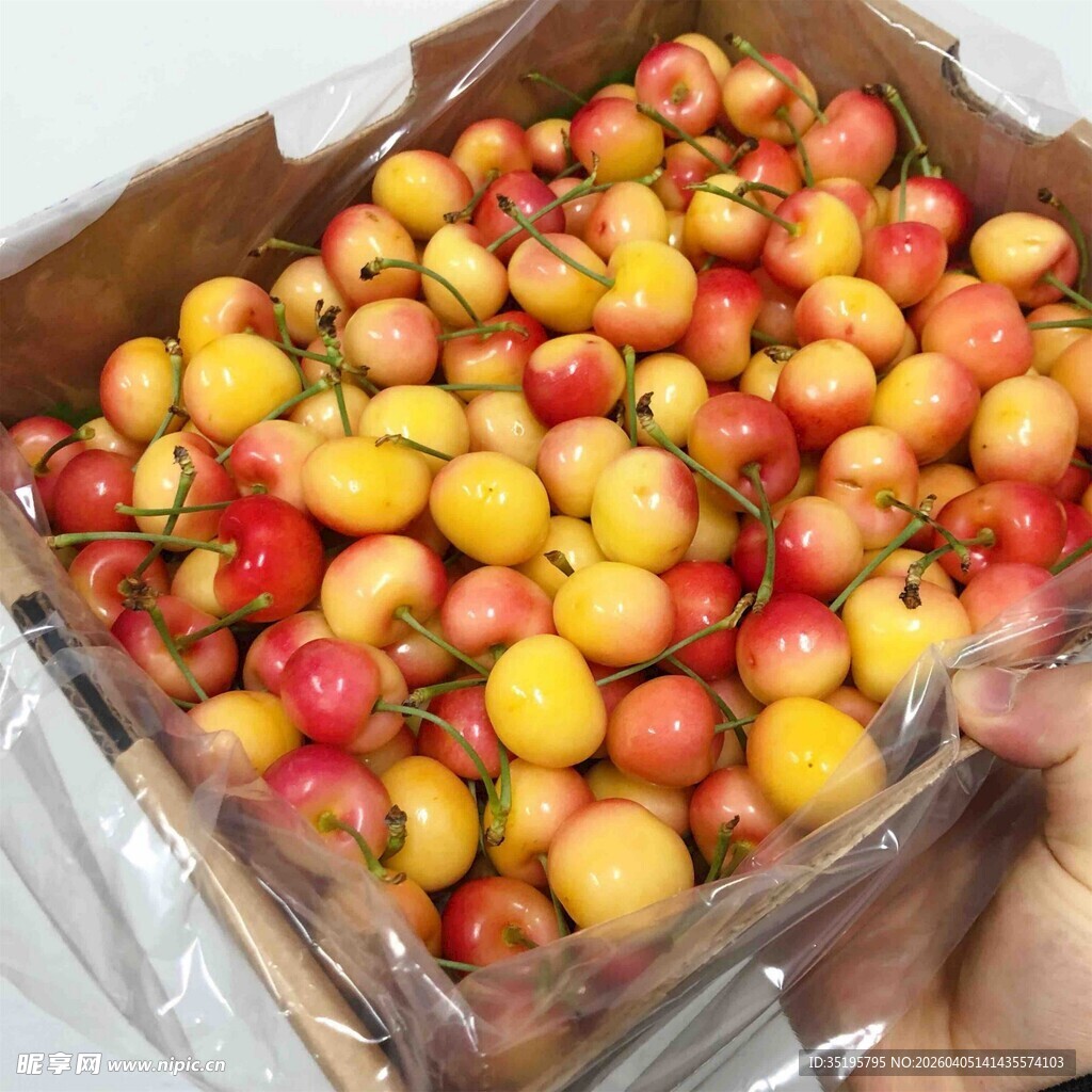 新鲜多彩樱桃装箱待售