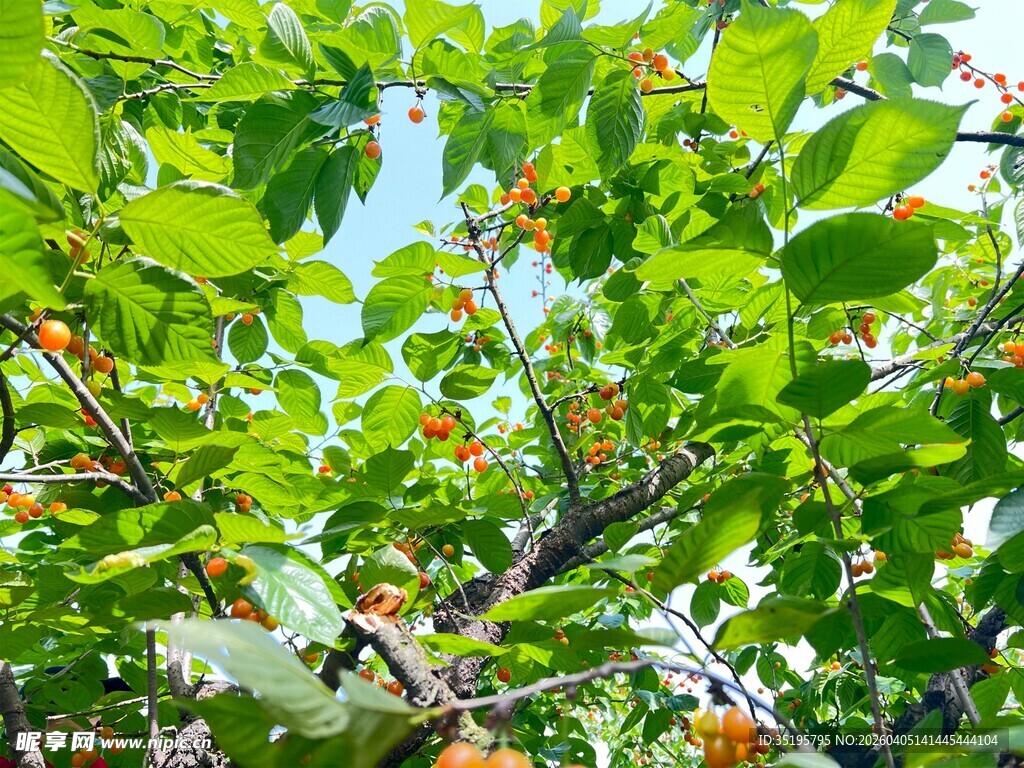 绿叶间的橙色果实