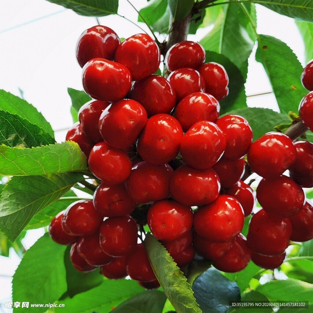 饱满红樱桃挂于翠绿枝头