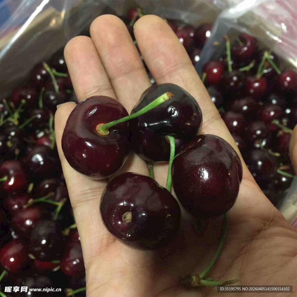 手捧新鲜大颗车厘子