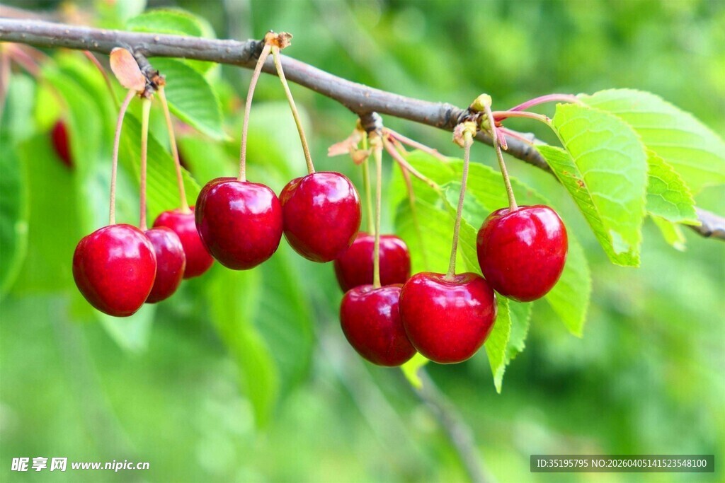 枝头红樱桃鲜嫩诱人