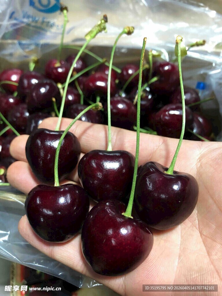 手捧新鲜饱满大樱桃