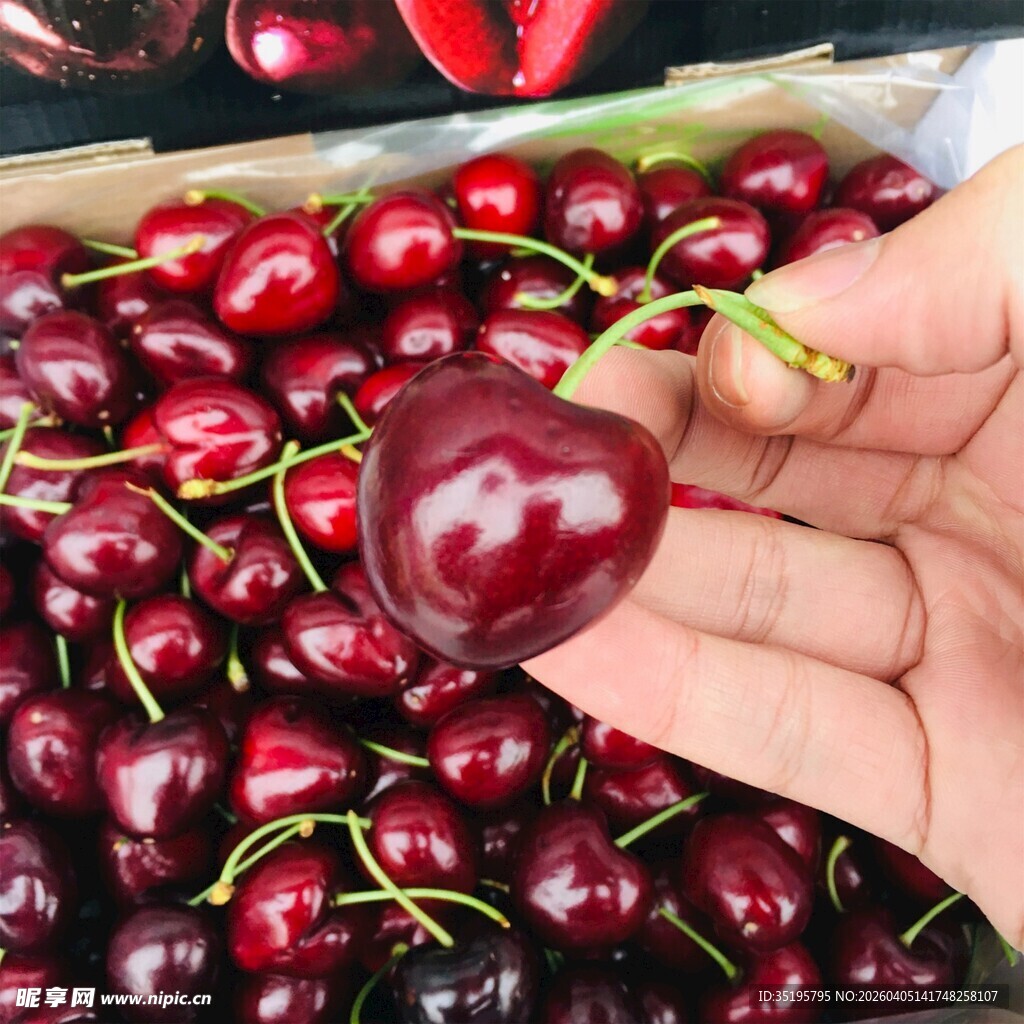 手捧新鲜大颗车厘子