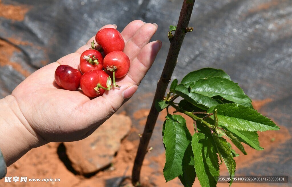 手中鲜草莓与绿叶相伴