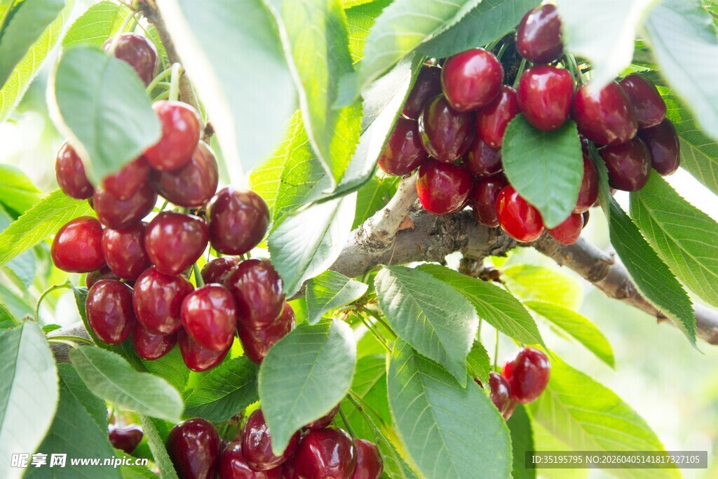枝头饱满的鲜艳红樱桃