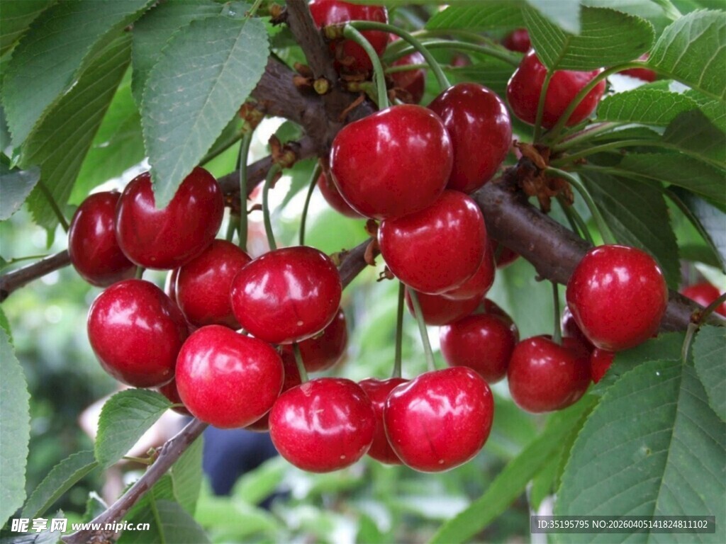 枝头饱满红樱桃