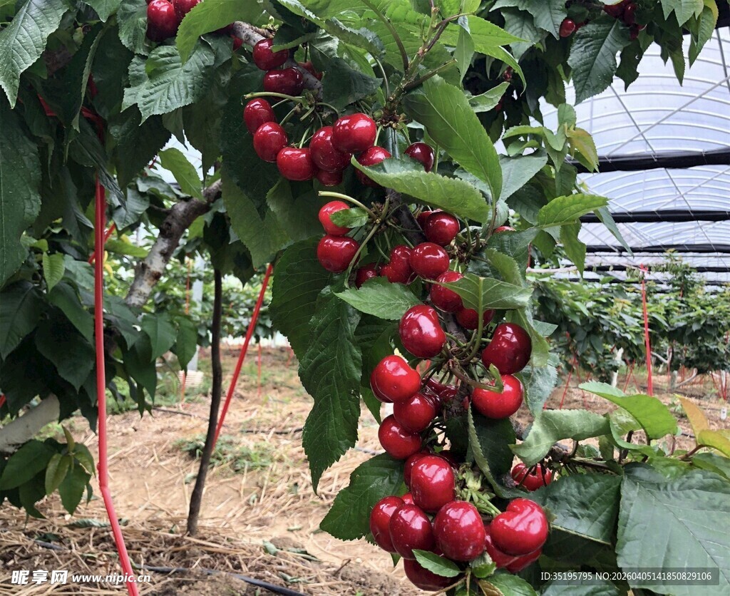 枝头硕果累累的红樱桃