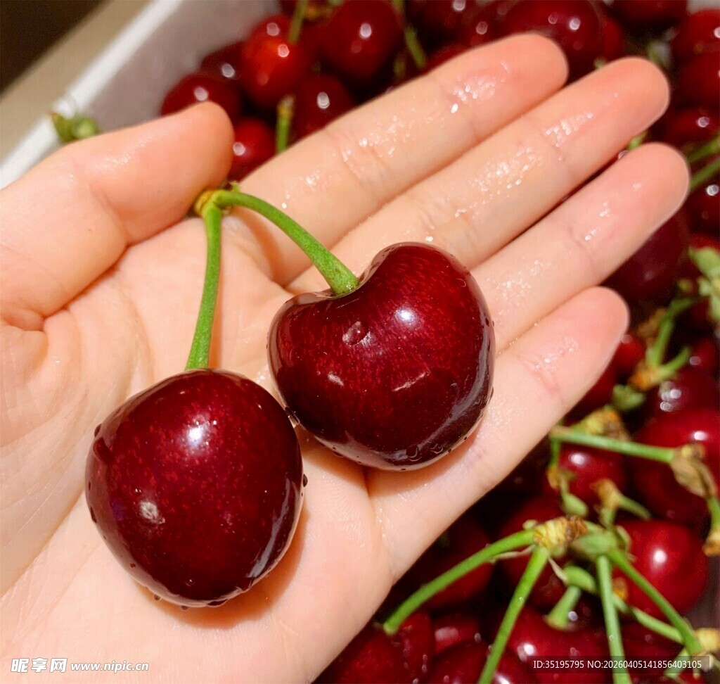 手捧新鲜大樱桃