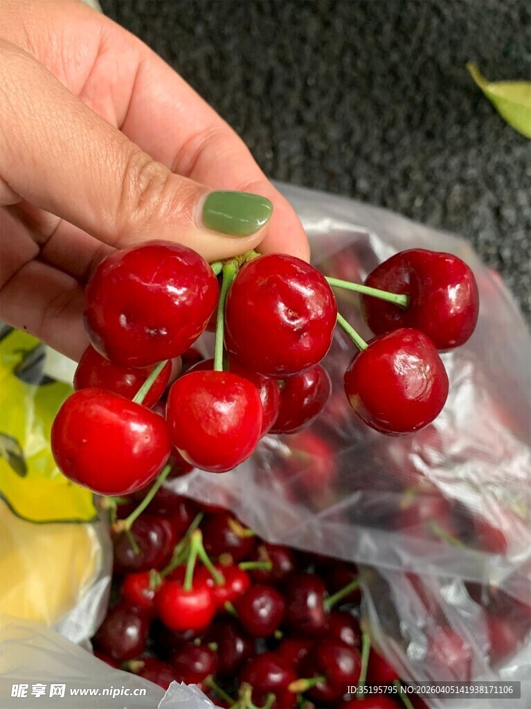 手捧新鲜红樱桃