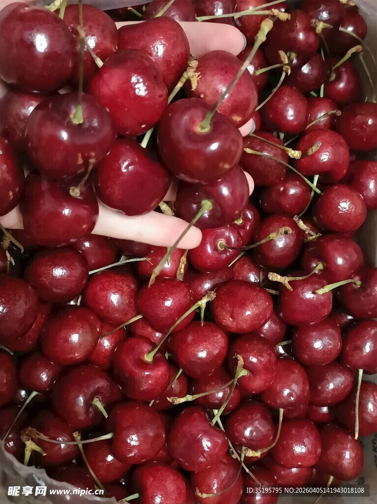 新鲜饱满的大颗车厘子