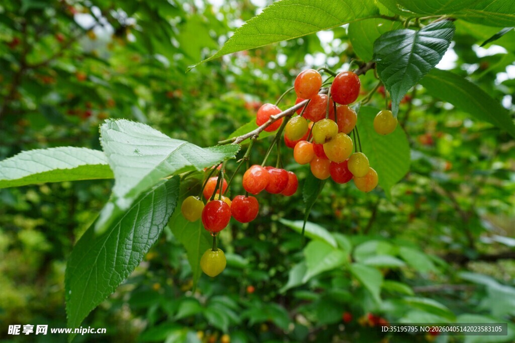 枝头红果绿叶间