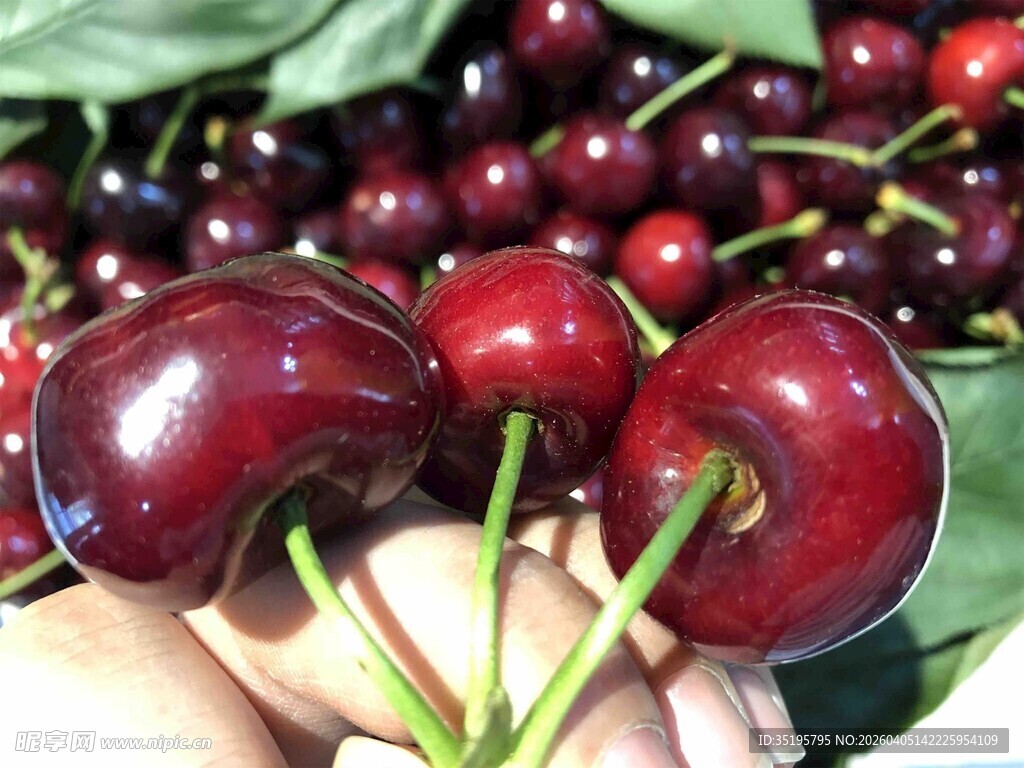 新鲜饱满的手捧车厘子