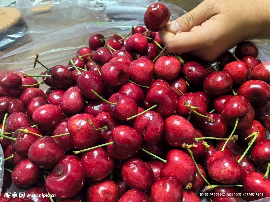 手触鲜红樱桃果