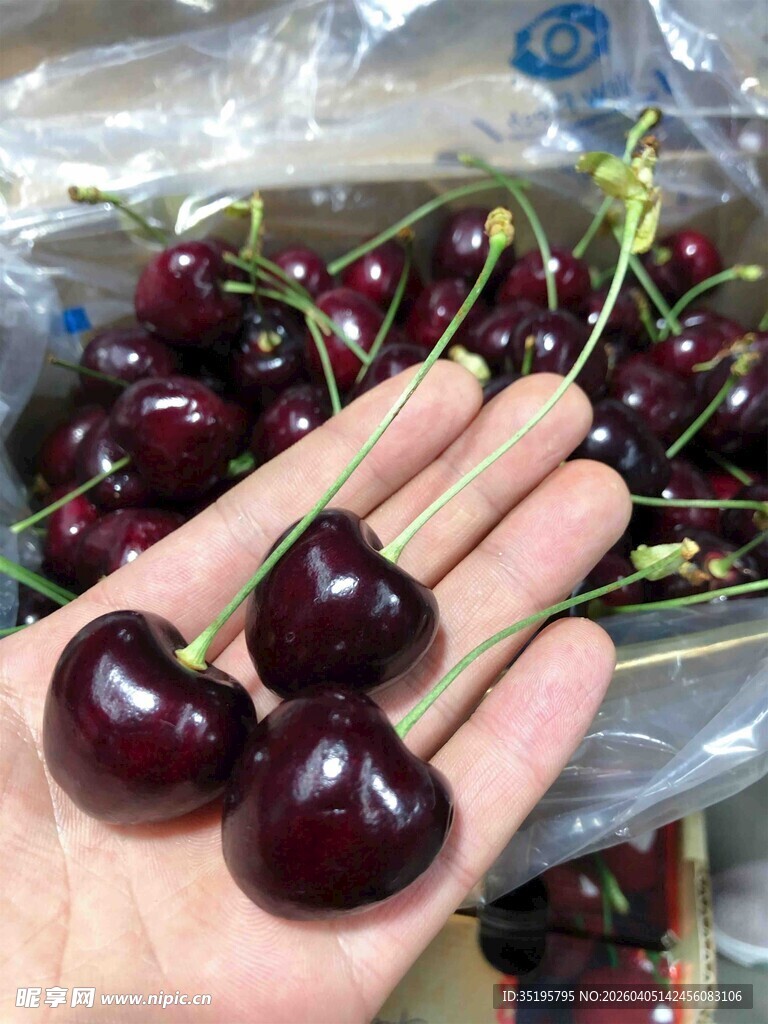 手捧新鲜饱满大樱桃