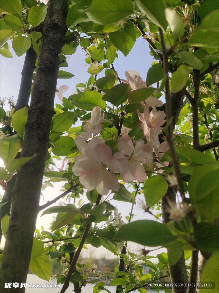 海棠花