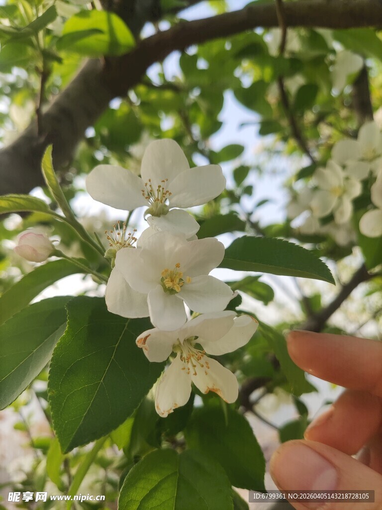 海棠花
