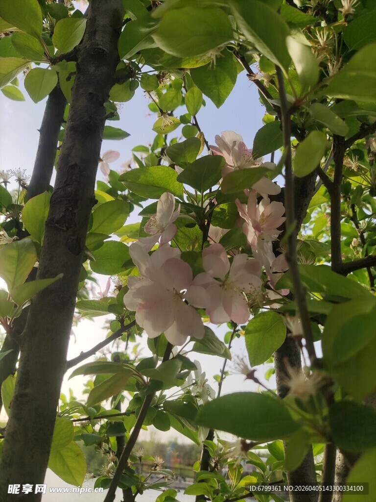 海棠花