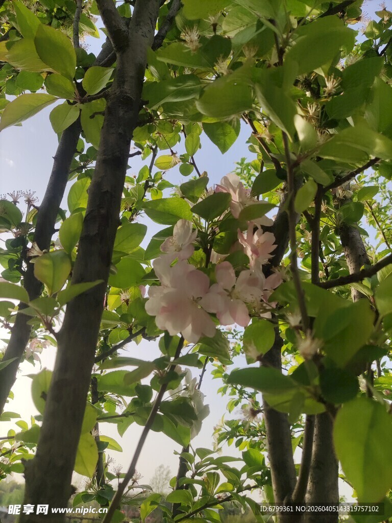 海棠花