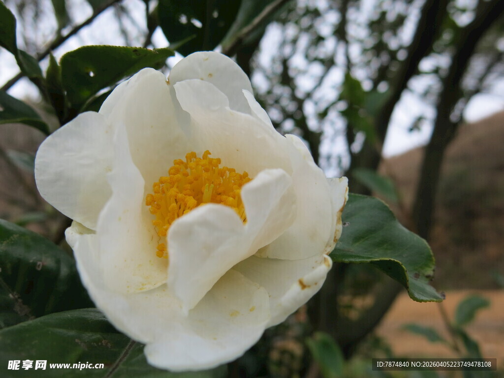 洁白山茶花特写
