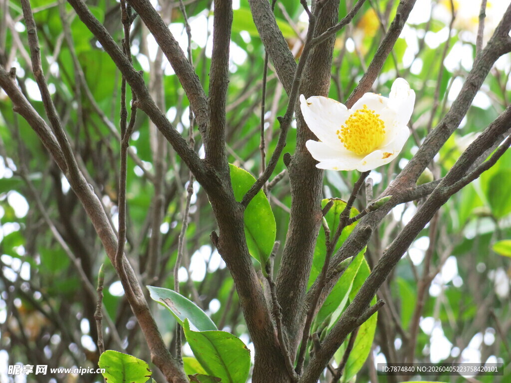 枝头绽放的素雅白色花朵