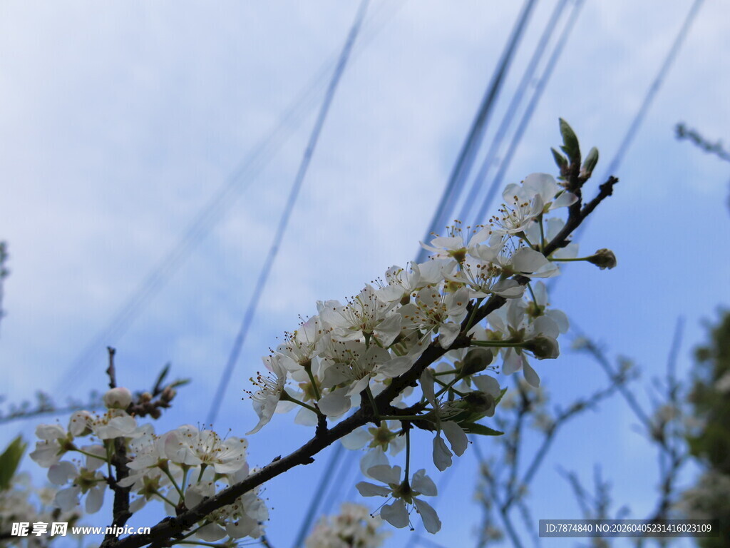 枝头绽放的洁白花朵
