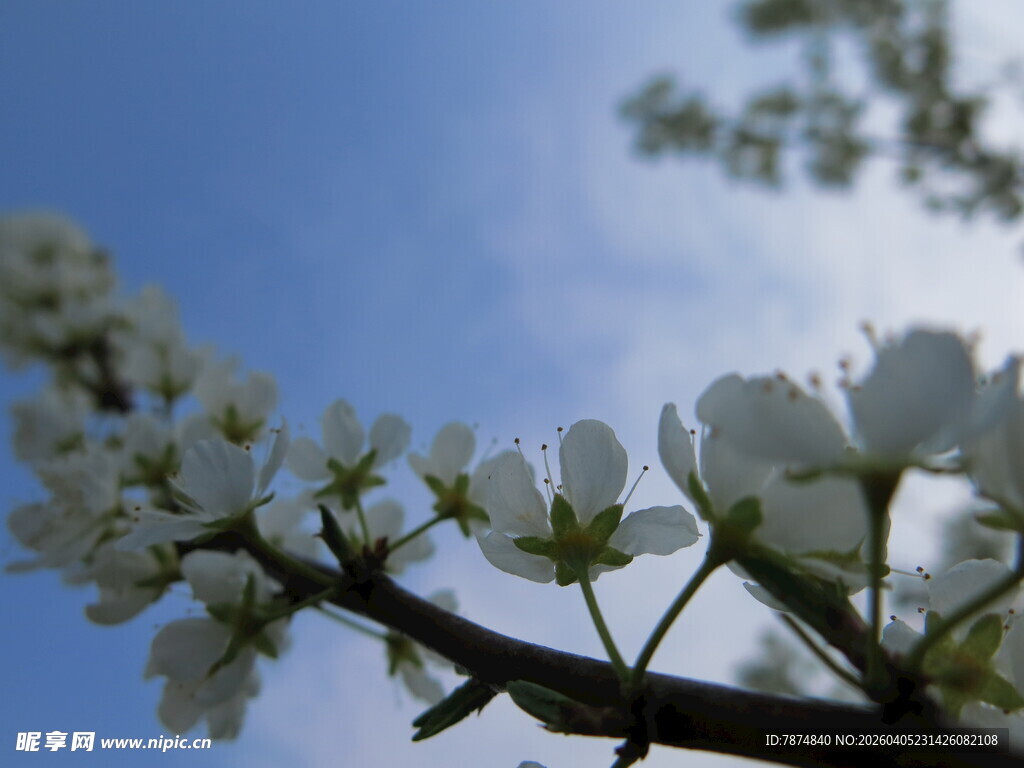 枝头绽放的洁白花朵