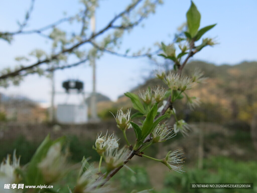 春日枝头嫩绿初绽